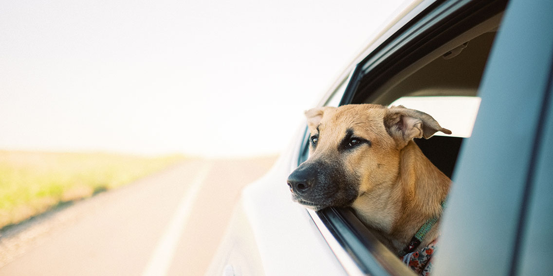 Summer Car Safety for Kids and Pets