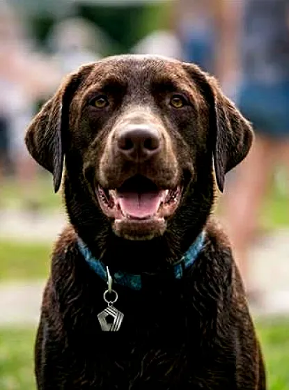 A chocolate Labrador retriever smiling while wearing a teal collar with a pentagon-shaped PenFed ID tag.