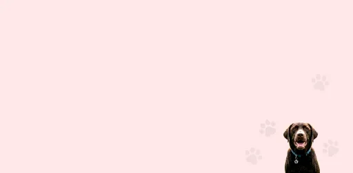 A brown Labrador Retriever wearing a collar with a PenFed logo tag, on a pink background decorated with faint paw prints.