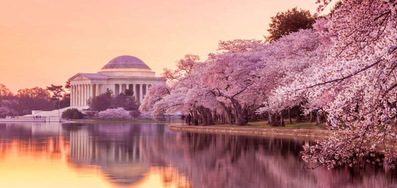 DC Cherry Blossom