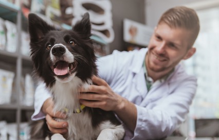 PET CARE