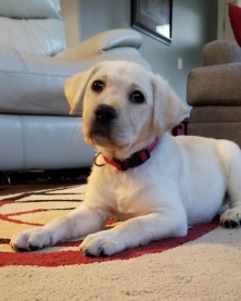 Fourth assistance dog in training, Mission