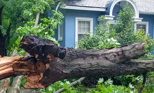 A broken tree in front of a house